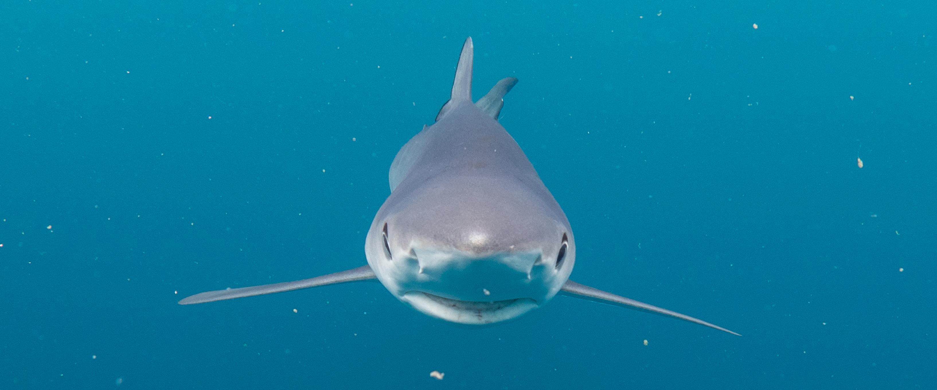 blue shark nose